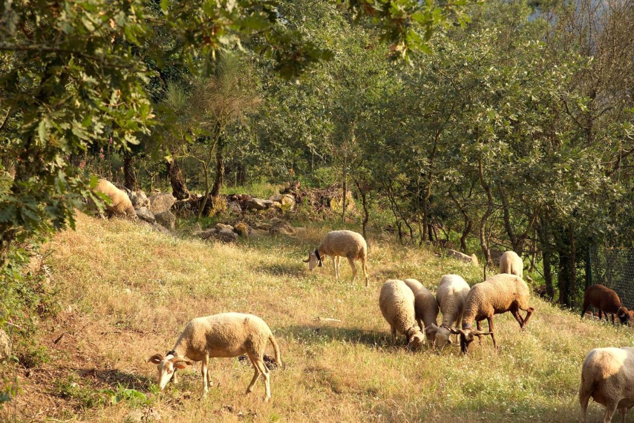 Quinta De S. Cipriano Βίλα Resende Εξωτερικό φωτογραφία