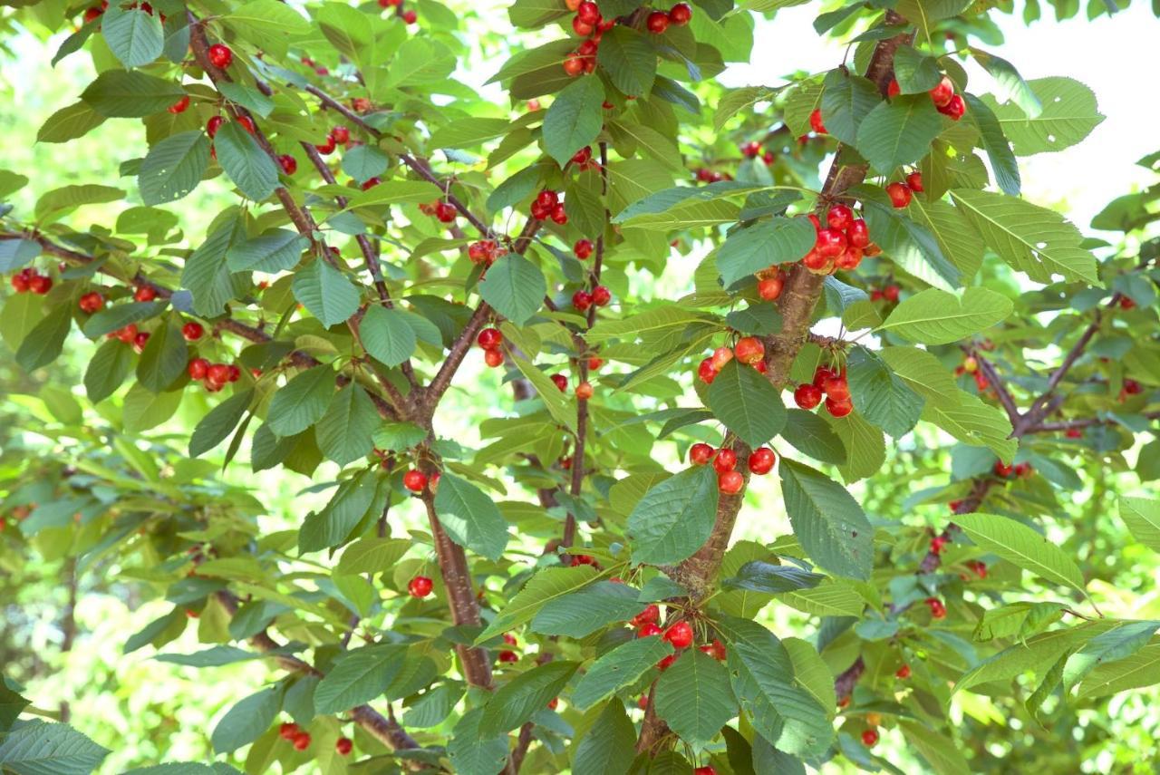 Quinta De S. Cipriano Βίλα Resende Εξωτερικό φωτογραφία